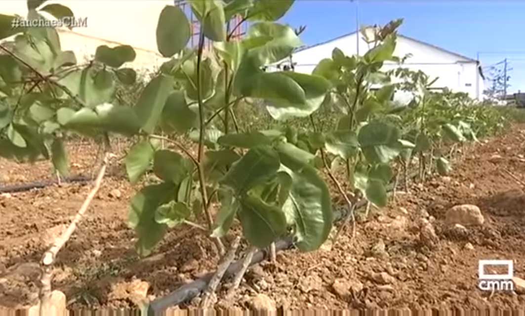 Época de injertar pistachos en Viveros Mariber